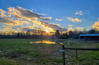 The Little Issues Publication #347 ...