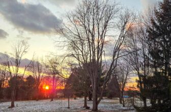 The Little Issues Publication #459 ...