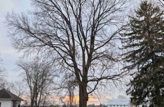 The Little Issues Publication #462 ...