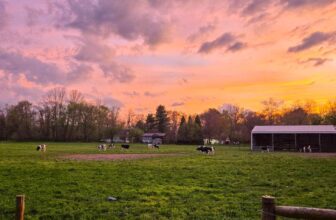 The Little Issues E-newsletter #467...