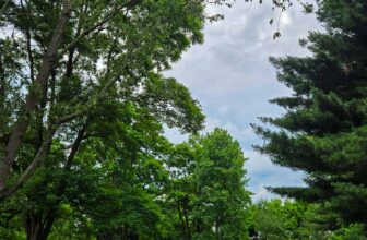 The Little Issues E-newsletter #474...