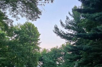 The Little Issues E-newsletter #481...