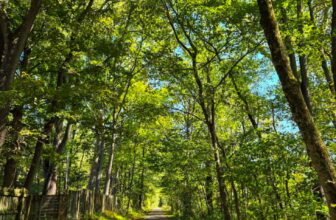 The Little Issues Publication #489 ...