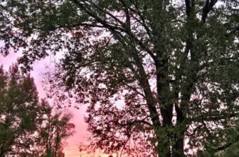 The Little Issues Publication #494 ...