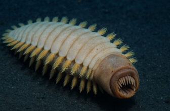 The Antarctic “Alien Worm” Is A...