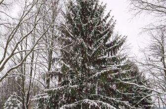 The Little Issues Publication #500 ...