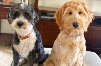 4.17 Friday Faves – The Fitne...